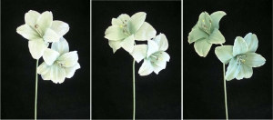 Pastel Water Color Amaryllis Spray, Seamist Green (Lot of 12)