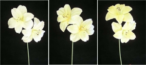 Pastel Water Color Amaryllis Spray, Yellow (Lot of 12)
