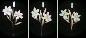 Pastel Water Color Tiger Lily, aquamarine combo (lot of 12) 