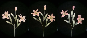 Pastel Water Color Tiger Lily, mauve combo (lot of 12)