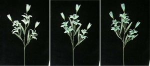 Pastel Water Color Tiger Lily Spray, Aquamarine (Lot of 12)
