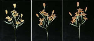 Pastel Water Color Tiger Lily Spray, Coral (Lot of 12)