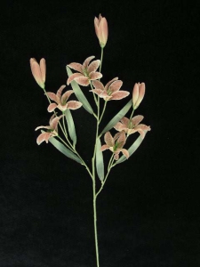 Pastel Water Color Tiger Lily, mauve combo (lot of 12)