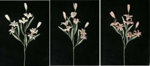 Pastel  Water Color Tiger Lily Spray, pink combo (lot of 12)