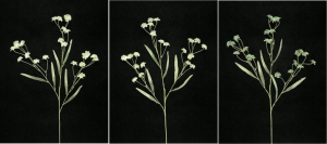 Pastel Water Color Gypsophilia, Sea Mist Green combo, Artificial Silk Flower (lot of 12)