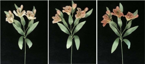 Pastel Water Color Alstroemeria Spray, Mauve Combo, Lot of 12
