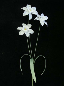 Pastel Water Color Daffodil Spray, white (lot of 12)