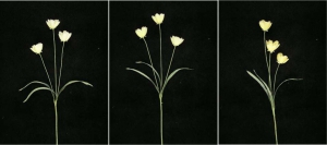 Pastel Water Color Crocus, yellow combo (lot of 12)