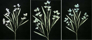 Pastel Water Color Peruviana, Aquamarine Combo, Artificial Silk Flower (Lot of 12)