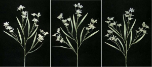 Pastel Water Color Peruviana, Gray Combo, Artificial Silk Flower (Lot of 12)