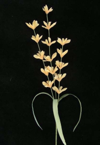 Pastel Water Color Lobelia Spray, Peach Combo (Lot of 12)