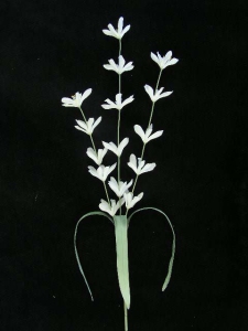 Pastel Water Color Lobelia Silk Flower Spray, White (Lot of 12)