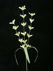 Pastel Water Color Lobelia, Yellow Combo, Artificial Silk Flower (Lot of 12)