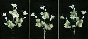 Pastel Water Color Bauhinia Orchid, Aquamarine (Lot of 12)
