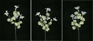 Pastel Water Color Bauhinia Orchid, Wedgewood Blue (Lot of 12)