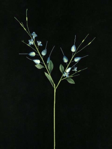 Handwrap Lily, midnight, Artificial Silk Flower (lot of 12)