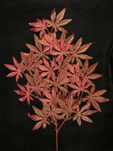 Japanese Maple Spray (lot of 12)