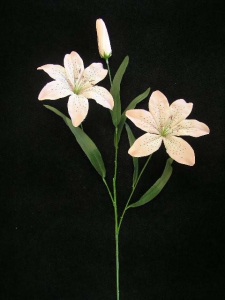 Tiger Lily, peach (lot of 12)