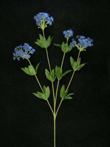 Candytuft, navy blue, Artificial Silk Flower (lot of 24)