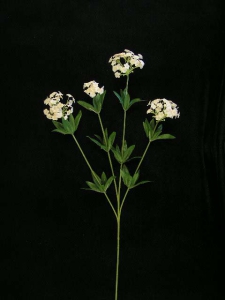 Candy Tuft, peach, Artificial Silk Flower (lot of 24)