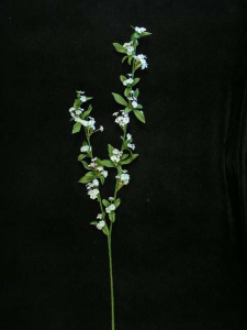 Spirea Spray, wedgwood (lot of 12)