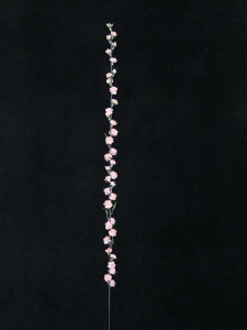 Prune, peach (lot of 24)
