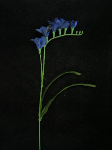 Freesia, navy blue, Artificial Silk Flower (lot of 12)