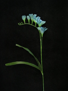 Freesia, teal blue, Artificial Silk Flower (lot of 12)