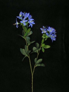 Japanese Azalea Spray, royal, Artificial Silk Flower (lot of 12)