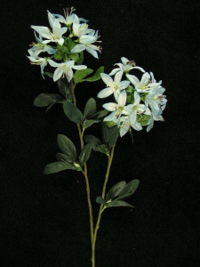 Japanese Azalea Spray, Wedgewood Blue (lot of 12)