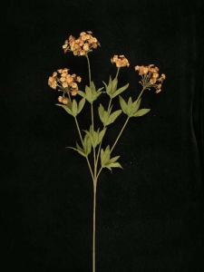 Candy Tuft, brandy combo, Artificial Silk Flower (lot of 12)