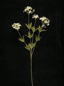 Candy Tuft, mauve combo, Artificial Silk Flower (lot of 12)