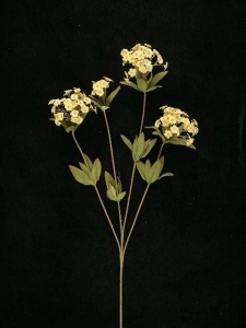 Candy Tuft, melon combo, Artificial Silk Flower (lot of 12)