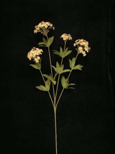 Candy Tuft, peach combo, Artificial Silk Flower (lot of 12)