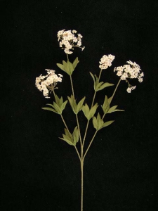 Candy Tuft, Pink Combo, Artificial Silk Flower (lot of 12)