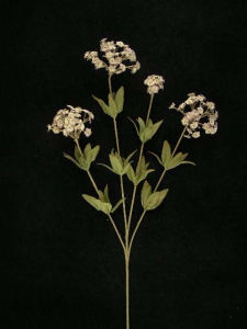 Candy Tuft, Purple Combo, Artificial Silk Flower (lot of 12)