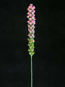Liatris Spray, Pink, Artificial Silk Flower (lot of 12)