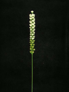 Liatris, white (lot of 12)