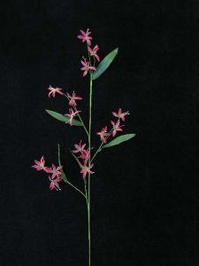 Handwrap Peruviana, burgundy, Artificial Silk Flower (lot of 12)