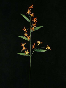 Handwrap Peruviana, burnt orange, Artificial Silk Flower (lot of 12)