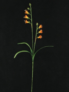 Handwrap Freesia Spray, burnt orange, Artificial Silk Flower (lot of 12)