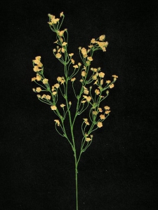 Gypsophilia, peach, Artificial Silk Flower (lot of 48)