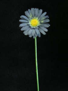 Gerber Daisy Spray, wedgewood blue (lot of 12)