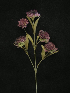 Dried Carnation Spray, Grape, Artificial Silk Flower (lot of 12)