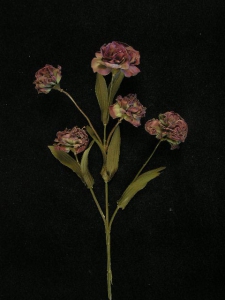 Dried Carnation Spray, plum, Artificial Silk Flower (lot of 12)