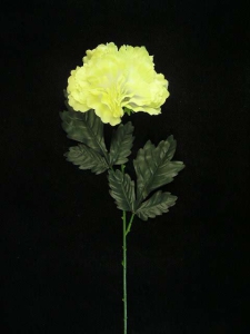 Large Single Peony, yellow (lot of 12)