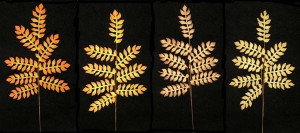 Fall Leaf Spray, Artificial Silk Flower (lot of 36)