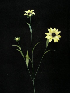 Handwrap Daisy, yellow (lot of 12)