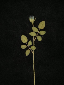 Dried Rosebud, navy blue, Artificial Silk Flower (lot of 36)