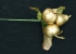 Gold Decorated Fruit Pick (lot of 72)